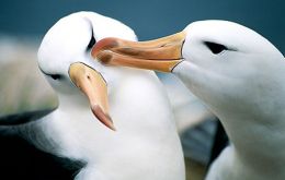 A pair of Black-Browed Albatross: 56% of the Falklands breeding Black-Browed Albatross population (approx. 44% of world population) live on Jason Islands