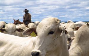 European farmers and their powerful lobbies fear imports from Mercosur in such areas as beef and chicken, of which Brazil is the world´s leading exporter. 