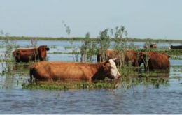 Torrential rains, flash floods and mudslides have destroyed most of the intensive agriculture and seriously hampered cattle and sheep farming 