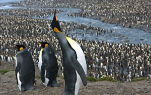 “Penguins are great ambassadors for understanding the need to conserve Southern Ocean resources,” said Christian Reiss, an Antarctic fisheries biologist at NOAA