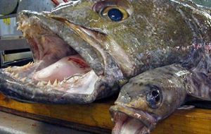 “The South Georgia toothfish story resonates with the US fine dining sector where environmental concerns and the fight against illegal fishing are forceful factors”
