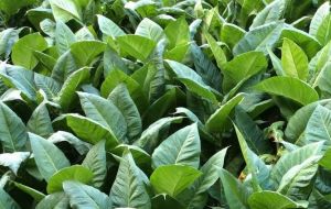 A successful tobacco harvest, yet below early estimates.