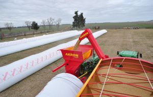 To make room for new arrivals of corn, growers have taken 42,000 metric tons of soybeans out of storehouses and put them into plastic silo bags.