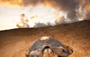 “We have the second largest turtle colony in the Atlantic Ocean,” says Johnny Hobson, the island's dentist who has lived on the island for 31 years. (Pic ALAMY)