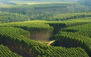 The timberland includes about 20,000 hectares of eucalyptus tree farms. Eucalyptus grown in Uruguay is used to make wood pulp. 