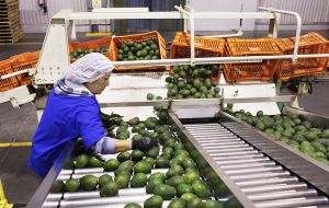 Whenever the US talks to Mexico about opening up other agricultural commodities to US growers... it always comes back to avocados