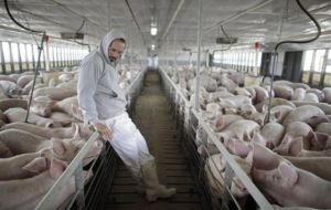 An epidemiological investigation has started in the affected premises, as well as in pig farms that imported breeding pigs in the last ten years. 