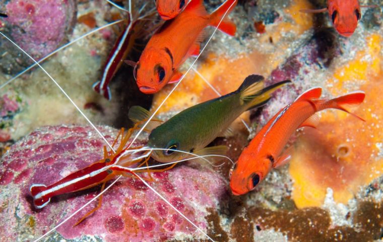 Cleaner shrimp with Apolo damselfish (Picture SMSG); 