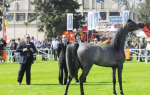 Some of the cattle, sheep and horses that will be competing during the next few days 