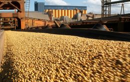 Projection is that Brazilian soybean production will decline from 113.93 million tons of soybeans in the 2016-2017 harvest to 107 million tons in the 2017-2018 harvest.