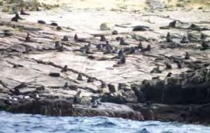 Fur seals photographed on Beauchene Island