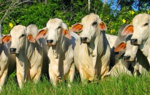 The increase reflects in part the continued recovery in Brazil's herd from a 2013-14 low, when drought sent slaughter rates to a record top