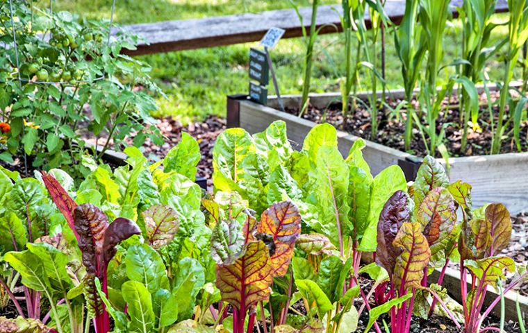 The aim is to provide skills, knowledge, and to bring confidence to Falklands' growers and to get more crops in the ground. 