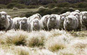 Good prices have been secured for Falklands' fleeces, bellies and stain and revenue looked promising, with 50% of the clip already been forward sold 