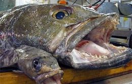 Key among SGSSI's proposed changes to the management of the fishery is the extension of the toothfish licensing period from 2 to 4 years