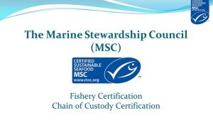 Over 3,700 companies worldwide now have MSC Chain of Custody certification, operating in over 42,000 sites across the world. 