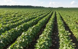 Agroconsult estimates a 3% rise in soybean planted area, to a record 35 million hectares, as more farmers opted to plant the oilseed instead of corn