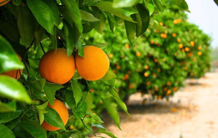 Scientists hope to reduce the spread of a disease that resulted, since 2005, in the destruction of almost half of Brazil's current orange tree area.