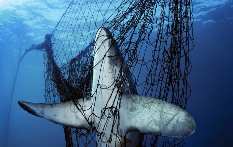 The fishing footprint was determined on the historical operation of the fleet of both fisheries, common hake and demersal crustaceans - in a period of 15 and 16 years. Photo: Brian Skerry