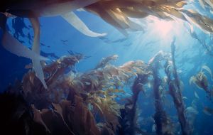 Project also includes 5,000 images of waters around the Falklands and according to scientists kelp forests are the foundation of the Islands coastal ecosystem