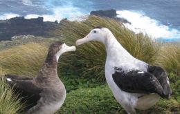 Food shortages are sending the female Antipodean Albatross (Left) on longer, and more perilous, foraging trips © Kath Walker      