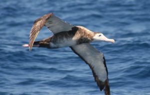 The Antipodean Albatross's population has halved in a single decade © Duncan Wright                                                                       