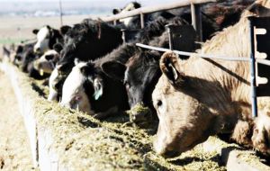 The use of certain growth hormones in cattle-rearing is legal in the US but in 1988 the EU banned the use of several major growth promotion hormones