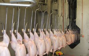 In the US, it is legal to wash chicken carcasses in chlorinated water to kill germs - but this has been banned in the EU since 1997 on welfare grounds. 
