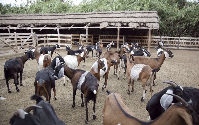 Brucellosis is caused by a bacteria and the outbreak apparently was located in a flock of goats as the Vet School from the Asunción University in Paraguay