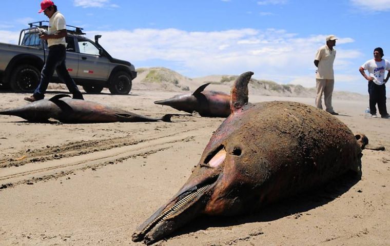 According to the local Brazilian media Al Dia News, it's the worst mass death of the dolphin this decade, newshub.co reports. 