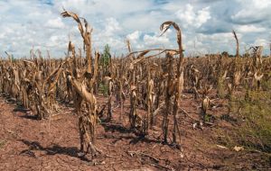 For corn, the perspective is similar. There is a historic delay of the corn planting with only 6.1% of the area planted of the projected 13.3 million acres.