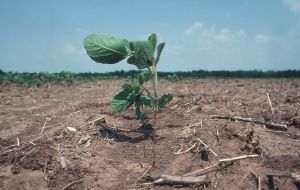 The planting of soybeans in Argentina, the largest producer following the U.S. and Brazil, covered just 72% of the 44.7 million acres estimated for the current crop. 