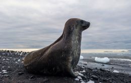 The polar mammal had travelled more than 5,000km north of its Antarctic habitat; more than 1,500 kilometers beyond the farthest north previous record in Uruguay. 