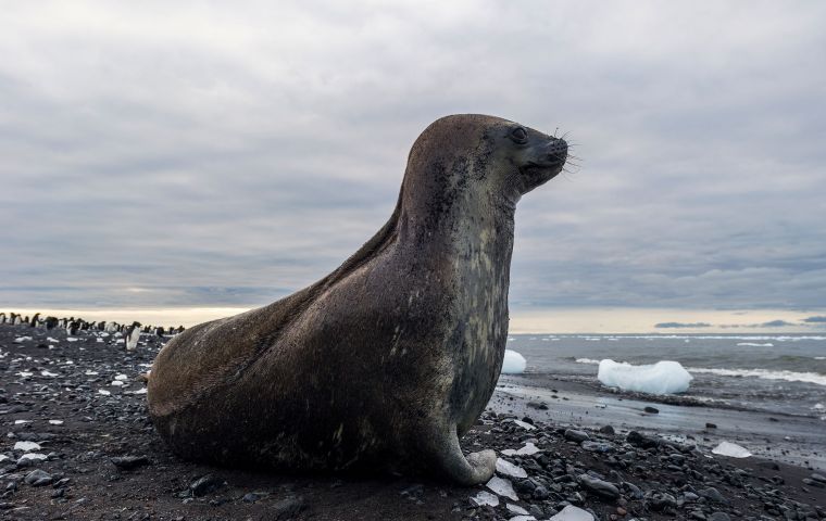 The polar mammal had travelled more than 5,000km north of its Antarctic habitat; more than 1,500 kilometers beyond the farthest north previous record in Uruguay. 