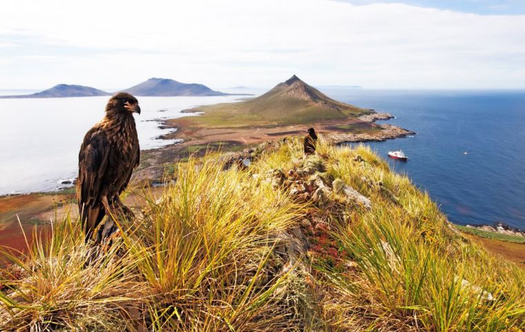 The Striated Caracara is found in the Falklands, where the species has a reputation for bold and mischievous behaviour, and are referred to as “Johnny Rooks”. (Pic A. Hansen)