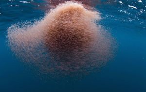 “When we use an echo sounder to observe a krill swarm, we want to be able to interpret these signals and determine how many krill make up the swarm” 