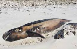  Pilot whales buried in sand    