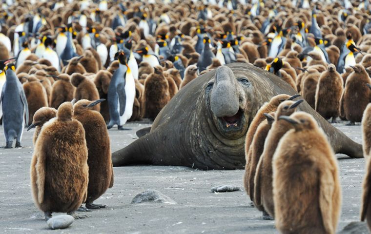 South Georgia and the South Sandwich Islands are home to more than 3 million penguins, along with fur seals, elephant seals and various species of whale. 