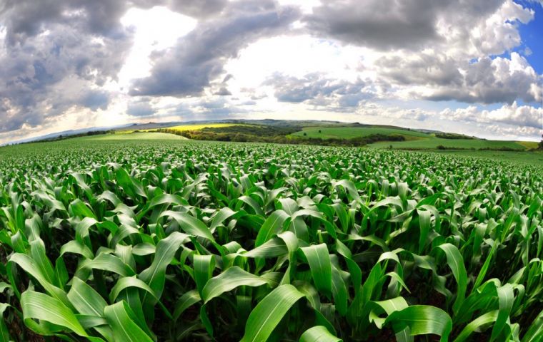 Investors project an annual production of 680 million liters of ethanol, 500,000 tons of corn meal and 20,000 tons of corn oil from processing 1.8 million tons of corn