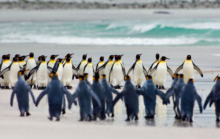 For most colonies, the length of the summer trips by parents to get food will soon become so long that their offspring could starve while waiting