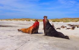 Last year the Loligo season around Beauchene island was cut short because of the high rate of accidental deaths with sea lions. Pic: .Lee Abbamonte
