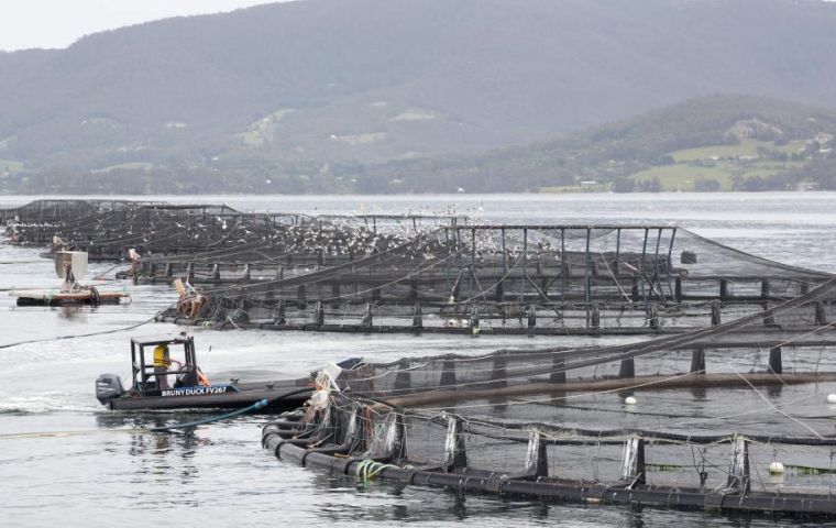 Atlantic salmon sea net-pen farming has been targeted after some 263,000 invasive Atlantic salmon escaped last year when a marine net pen collapsed.