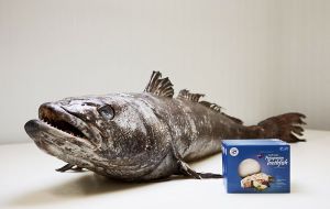 South Georgia toothfish from Rambla would normally come to Stanley for export and processing by Fortuna Ltd’s marketing company, Georgia Seafoods. 