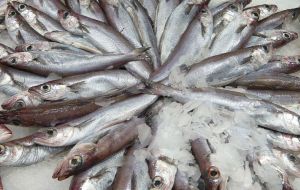 Argentina, during the Kirchner governments, contributed to the commercial destruction of the Southern Blue Whiting .