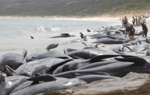 The marine mammals stranded themselves in Hamelin Bay, 315 km south of the state’s capital, Perth, between March 22 and 23.