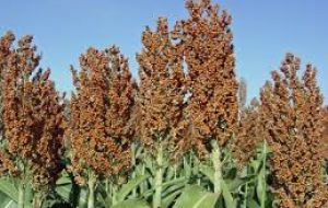 Last year, Chinese buyers purchased more than 90% of the 245 million bushels of sorghum America exported.