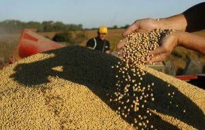 Farmers in the world's No. 4 soybean exporter fear that the new Senate might approve a measure, defeated last year, that would slap a 10% levy on exports.