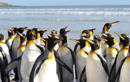Volunteer Point on the Falkland Islands is the world’s largest accessible king penguin colony with 1000 pairs of breeding penguins.Pic by Derek Pettersson