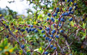 The Falklands Government is currently looking at the active management of invasive plants, such as Calafate