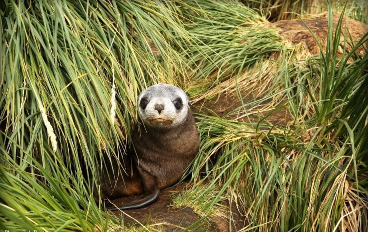 Falklands Conservation are an environmental conservation NGO, registered as a charity in the UK; its head office and majority of trustees are based in Falklands. Pic Falklands Conservation by Bob Prat